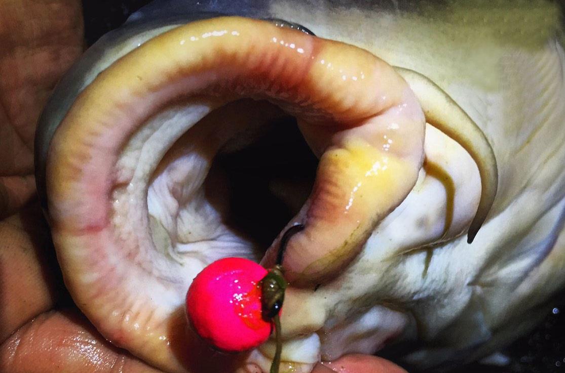 Cele mai populare carlige de la Gamakatsu.